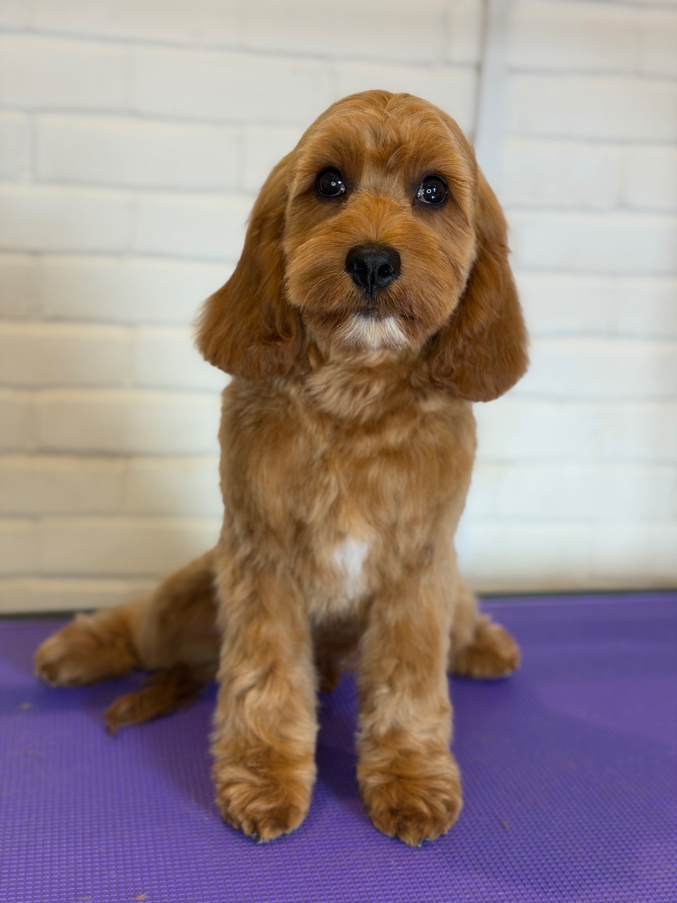 A dog after their groom with Lucy