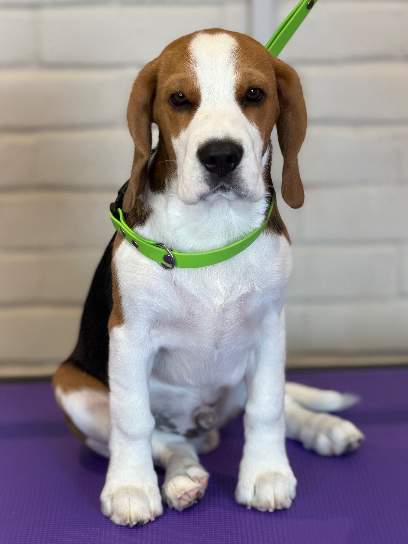 A dog after their groom with Lucy