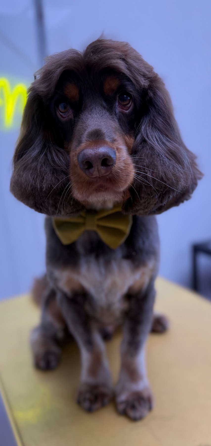 Barney after their groom with Lucy