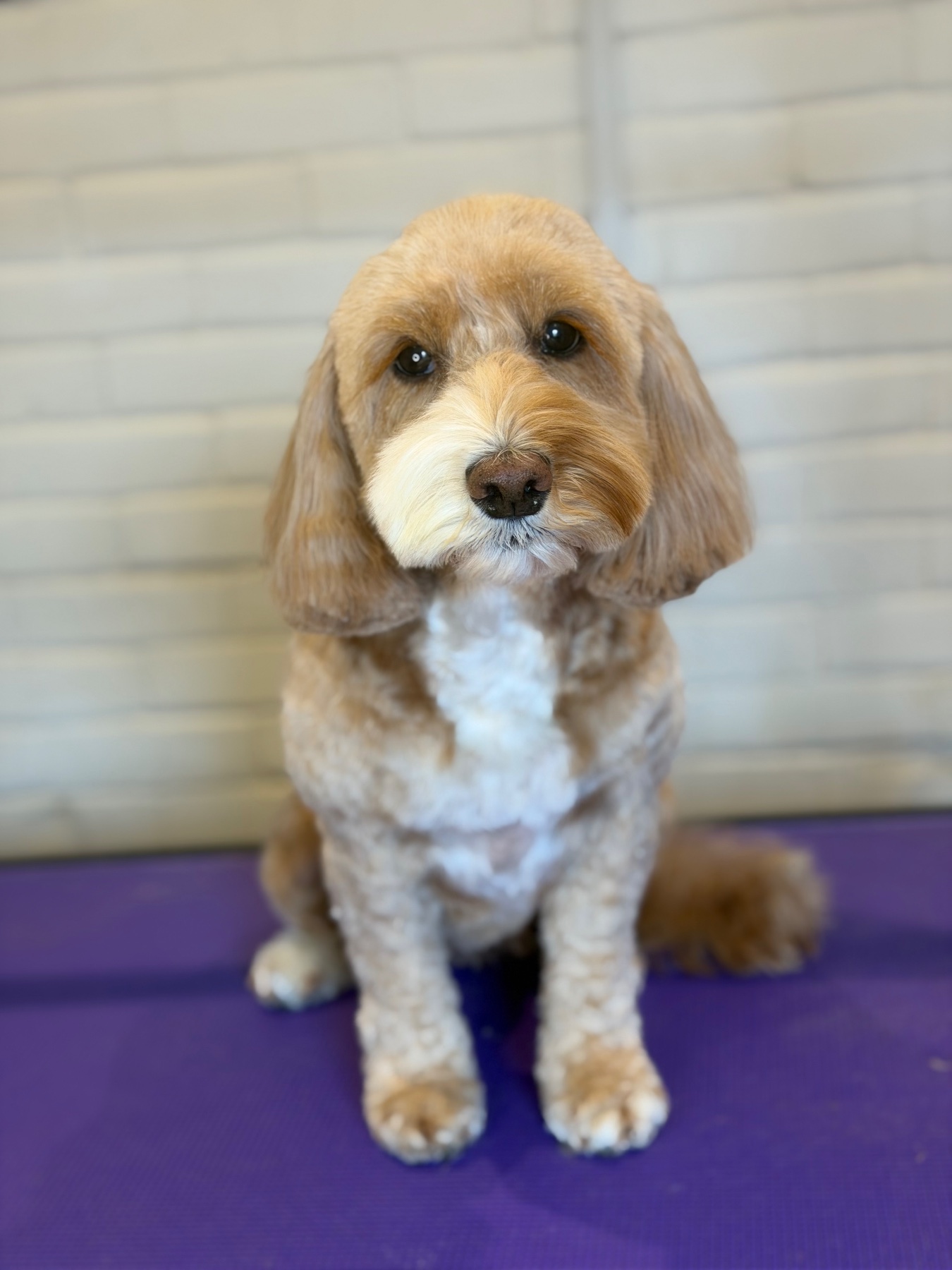 Bella after their groom with Lucy