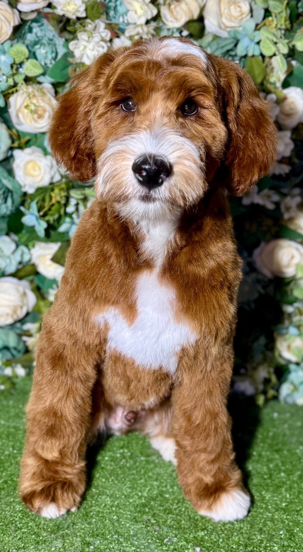 Sidney after their groom with Lucy