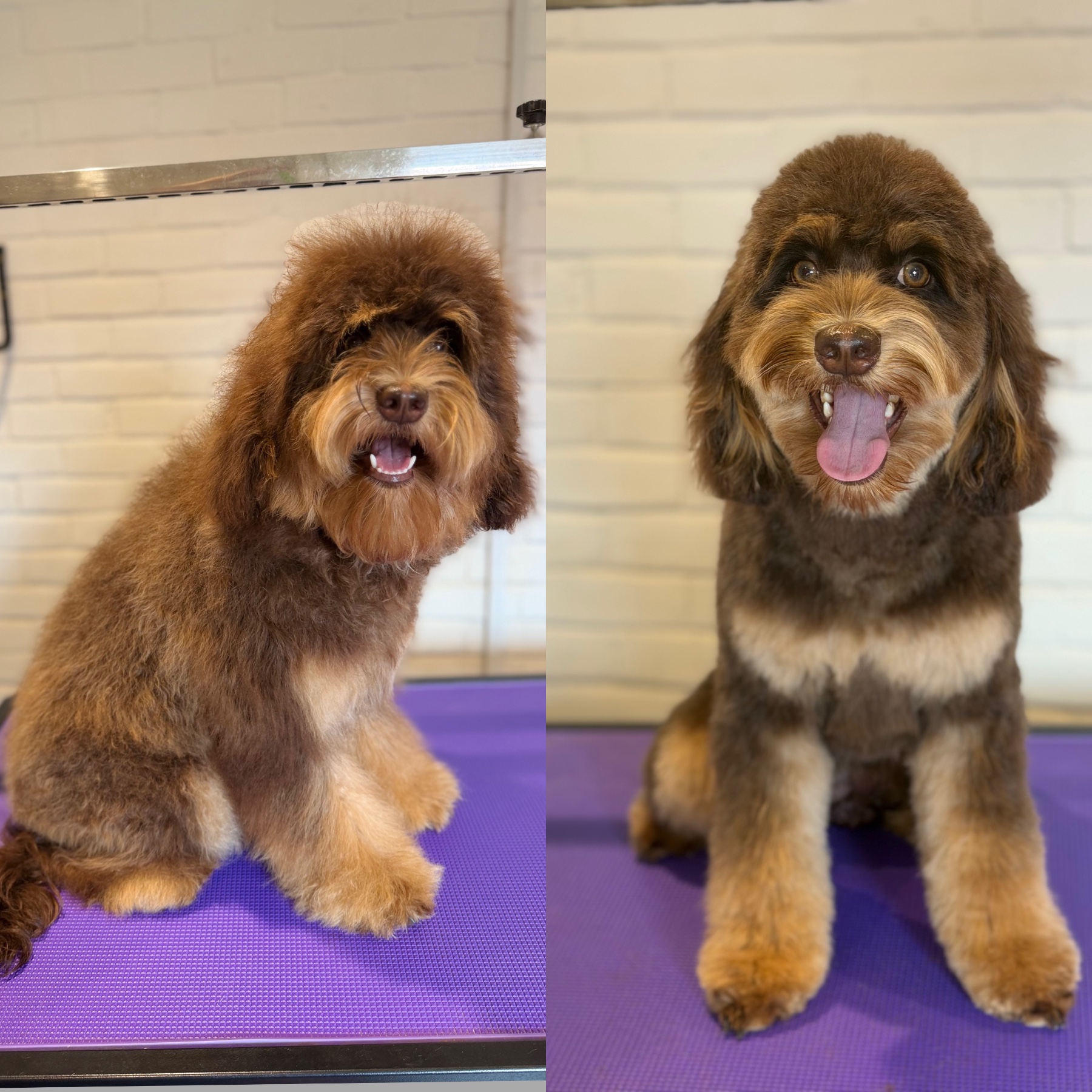 A dog after their groom with Lucy