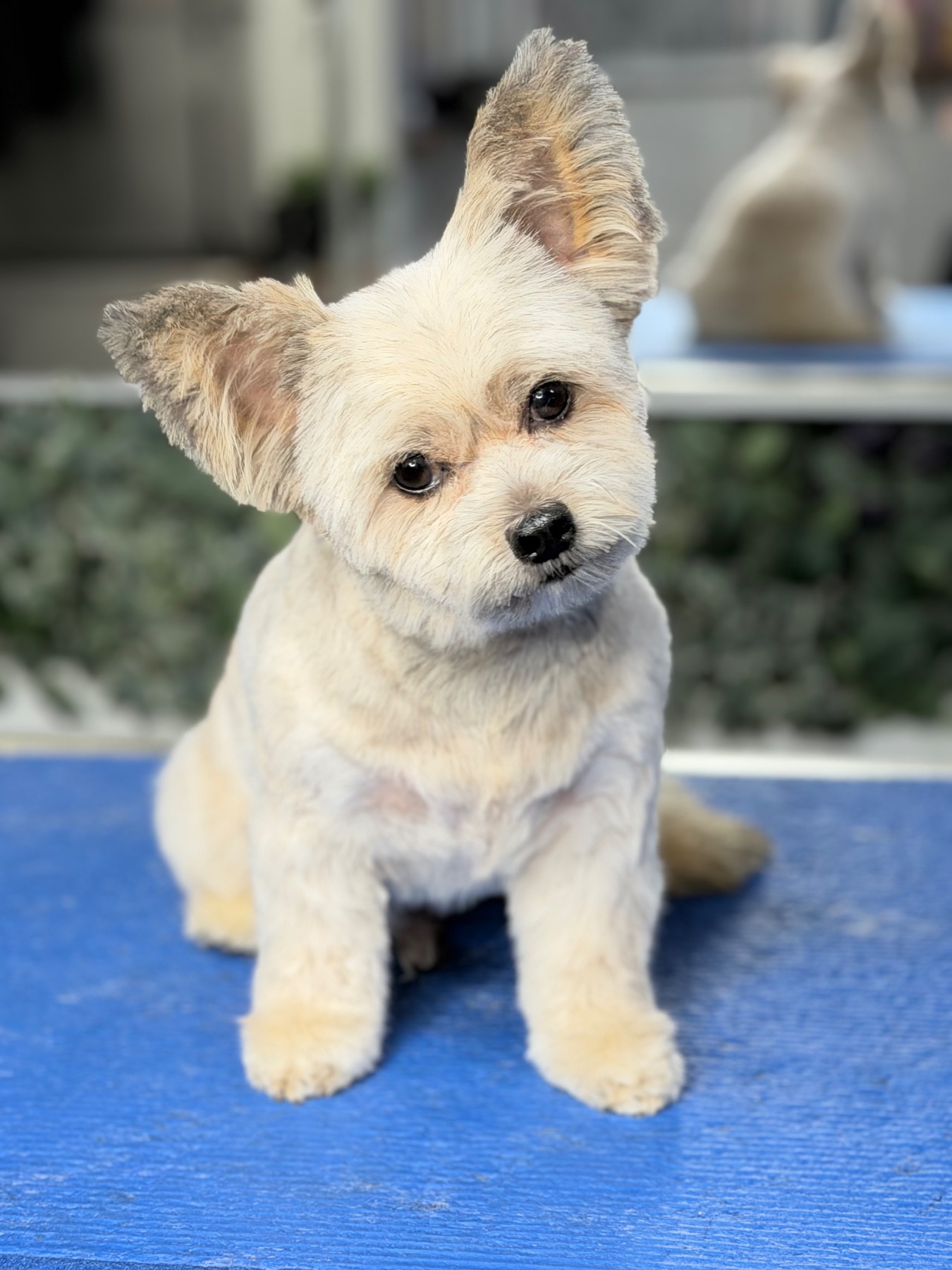 Ted after their groom with Lucy