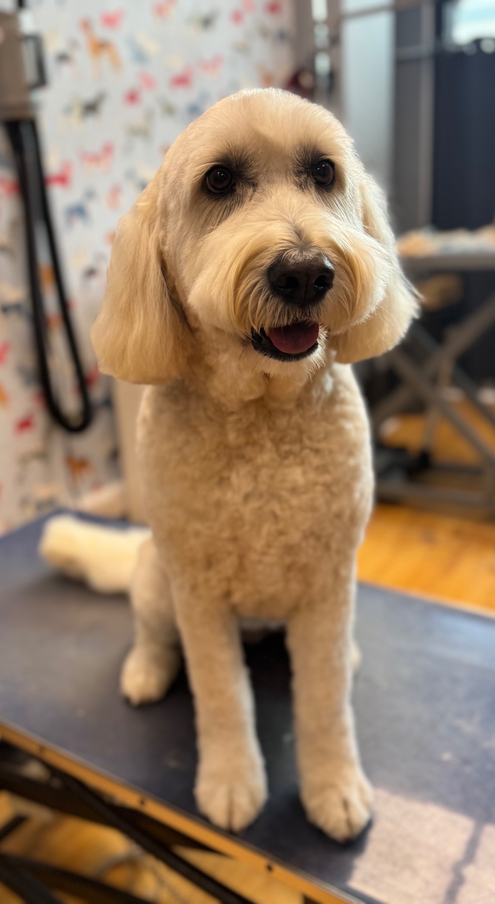 Perdie after their groom with Lucy