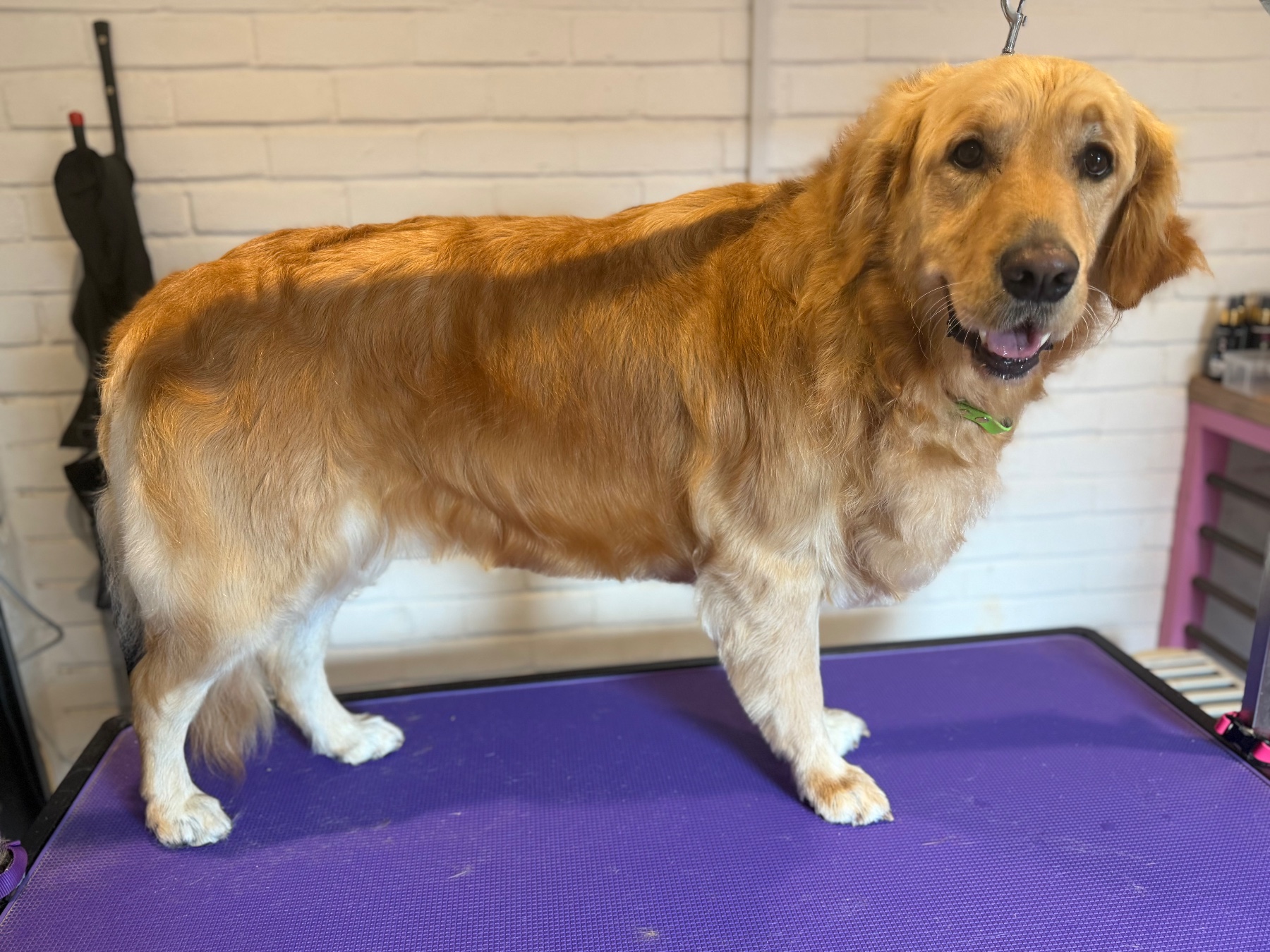 A dog after their groom with Lucy