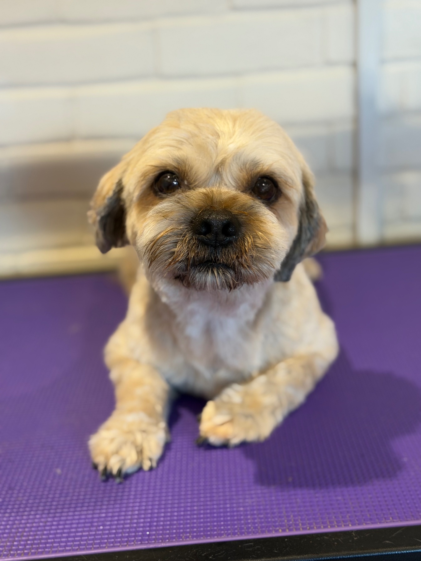 A dog after their groom with Lucy