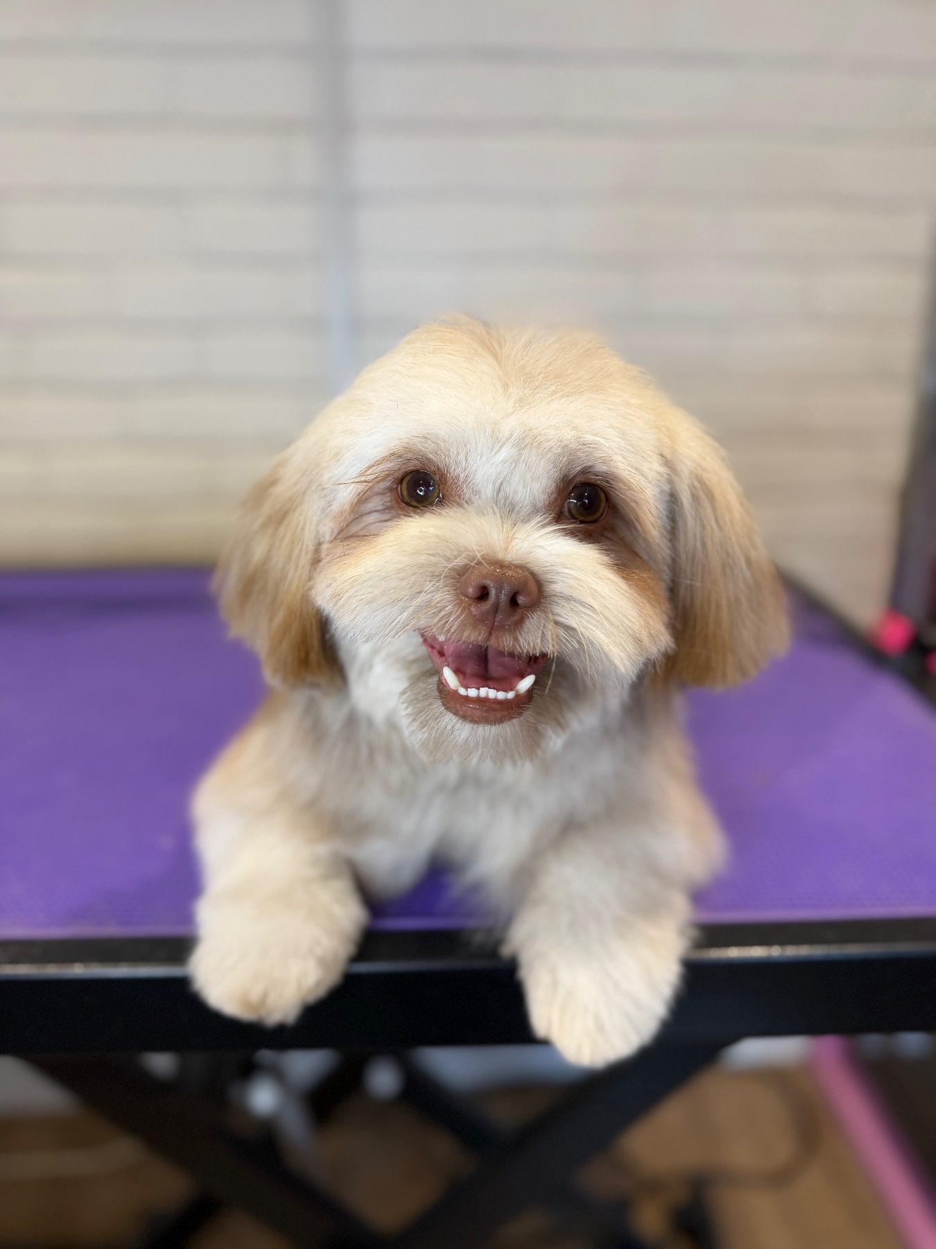 Maple after their groom with Lucy