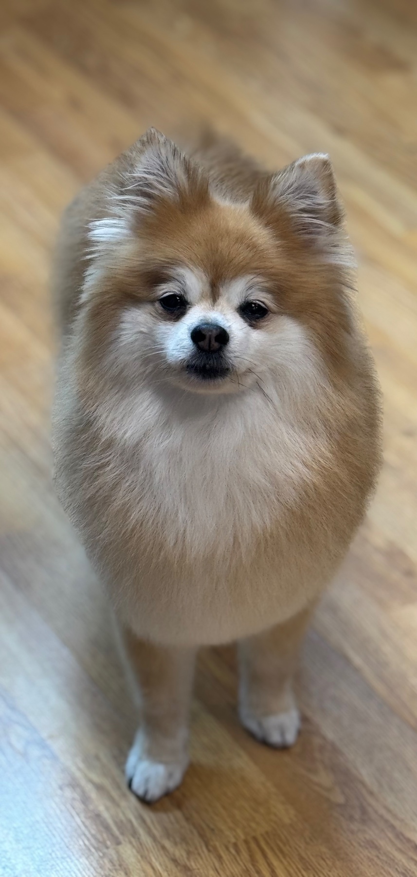 A dog after their groom with Lucy
