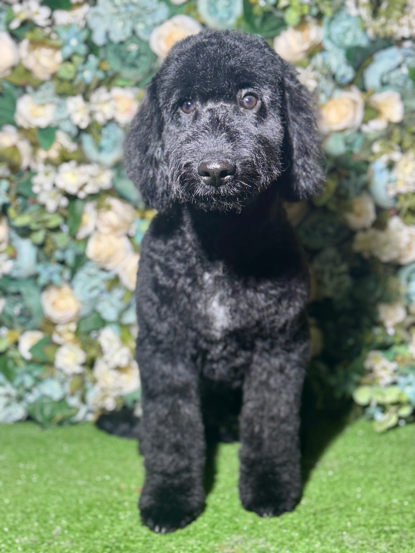 Bungo after their groom with Lucy