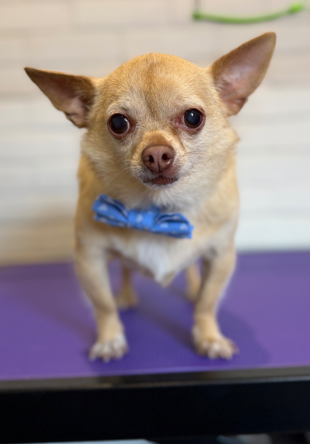 Taco after their groom with Lucy