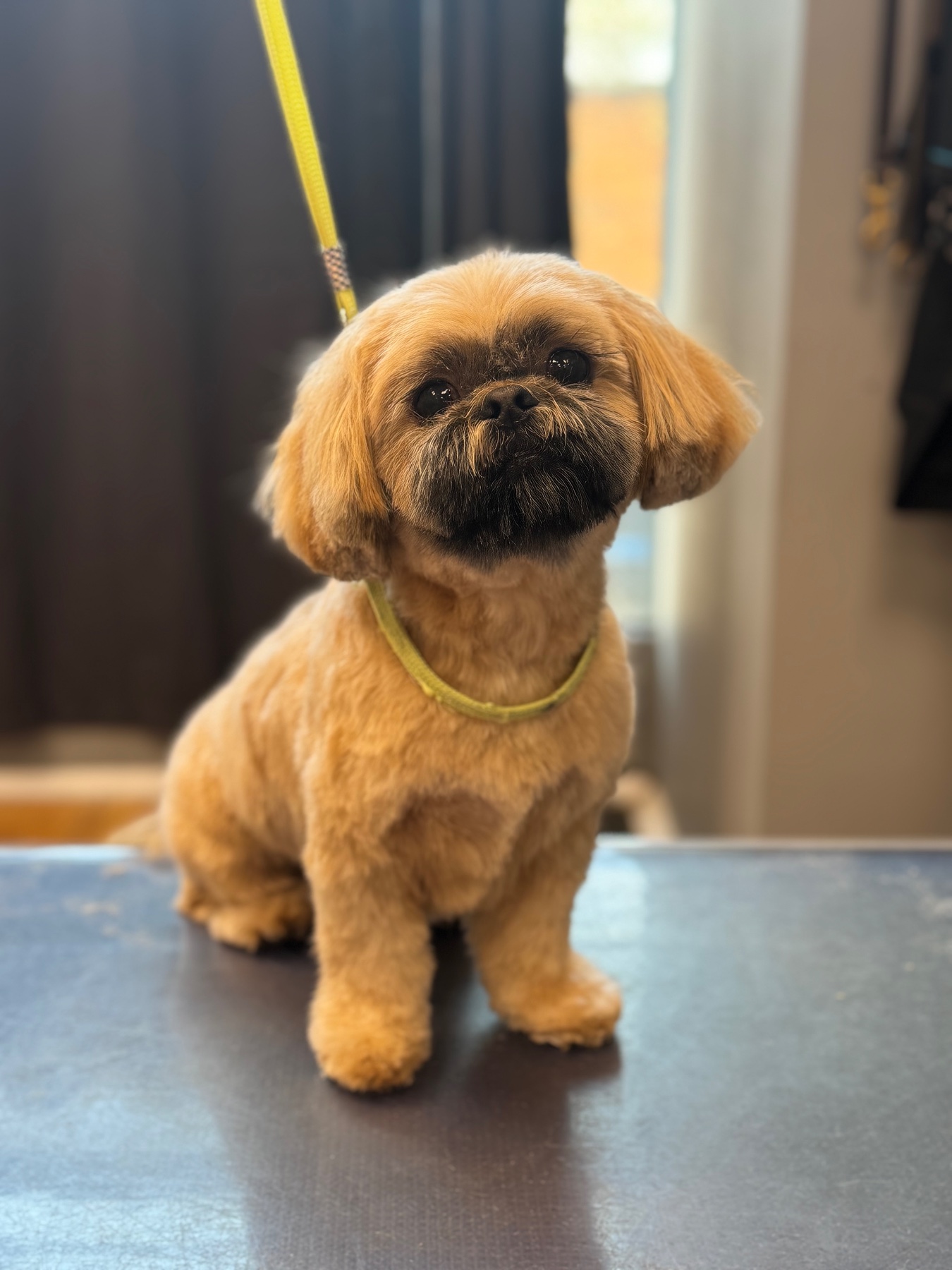 A dog after their groom with Lucy