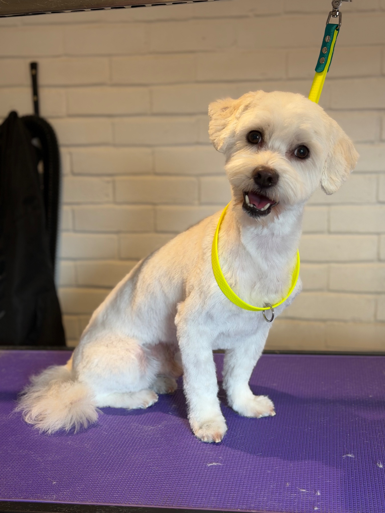 A dog after their groom with Lucy