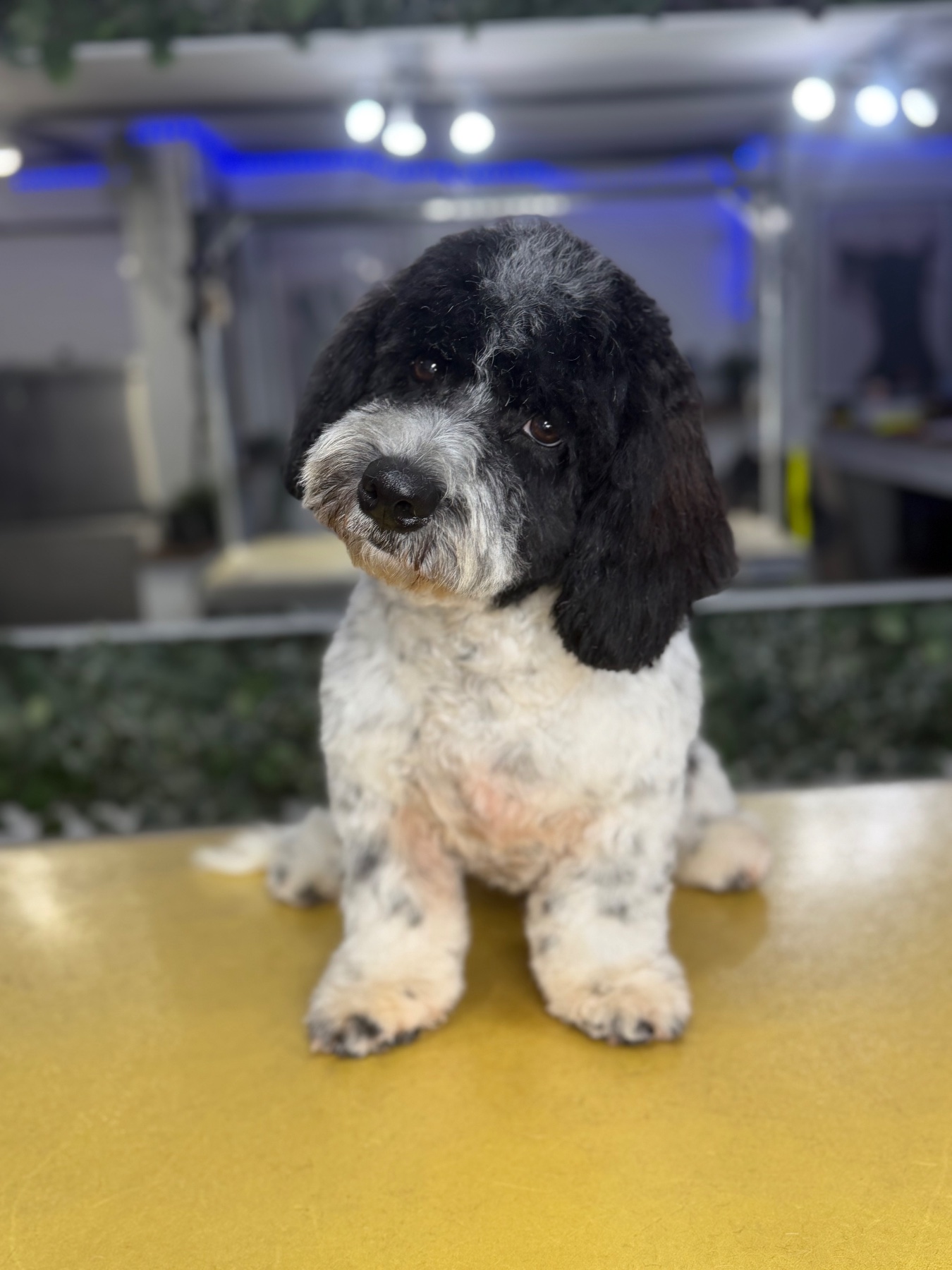 Milo after their groom with Lucy