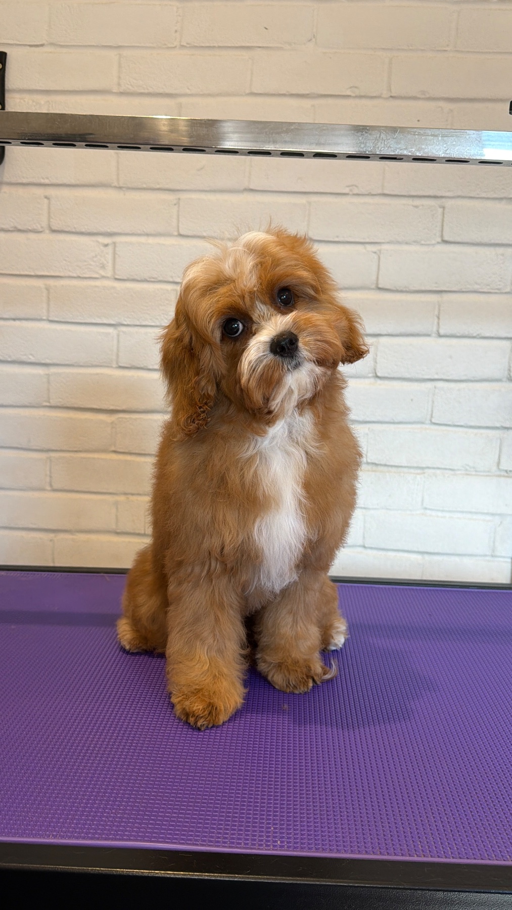 A dog after their groom with Lucy