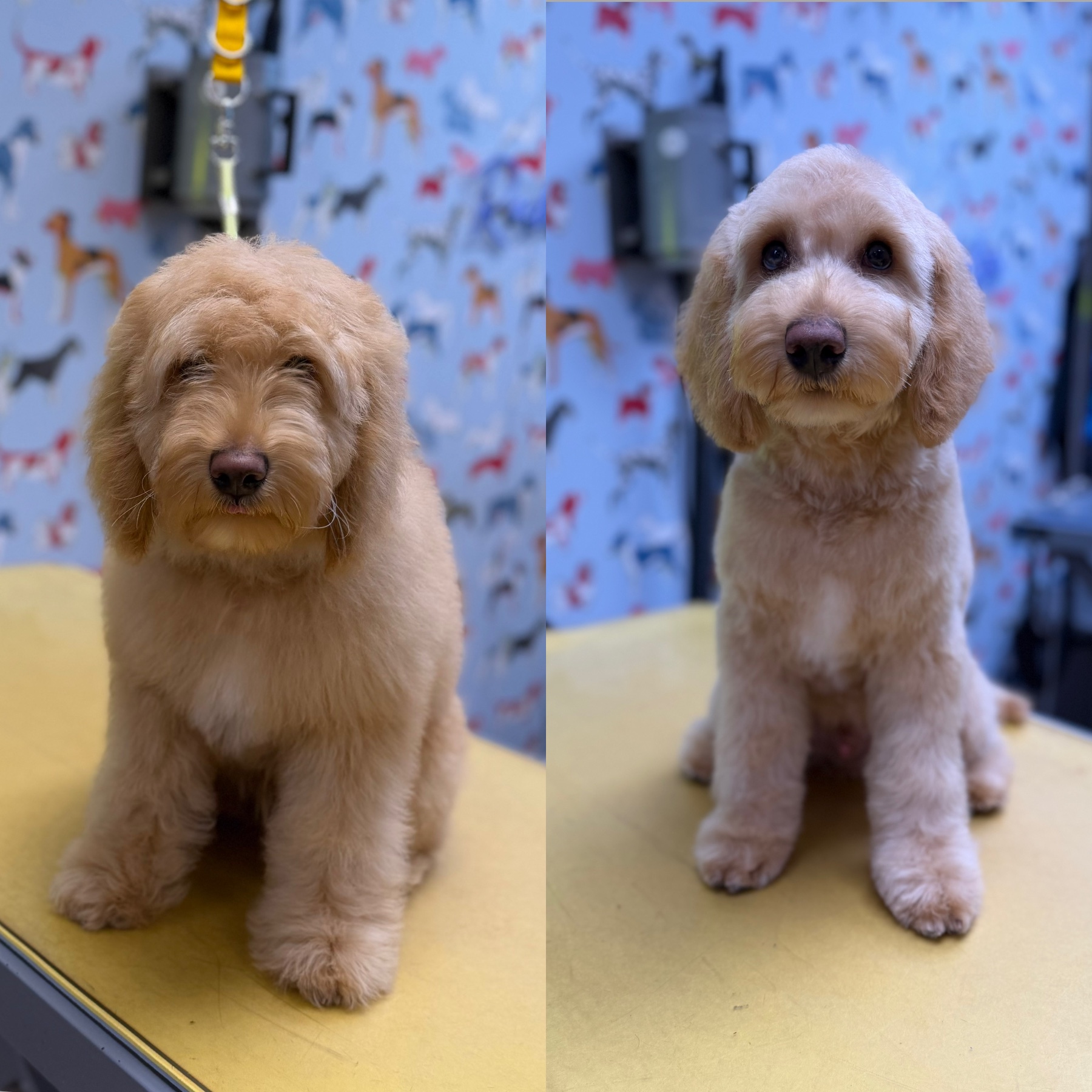A dog after their groom with Lucy