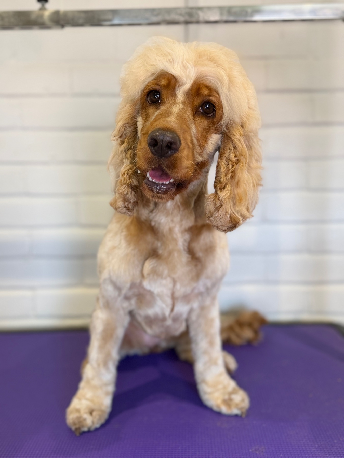 Honey after their groom with Lucy