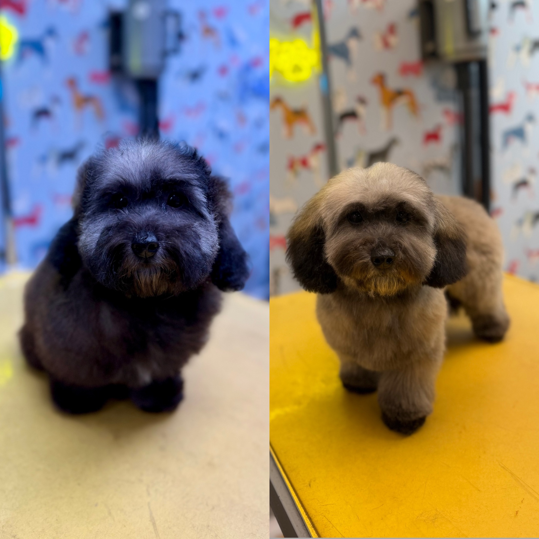 A dog after their groom with Lucy