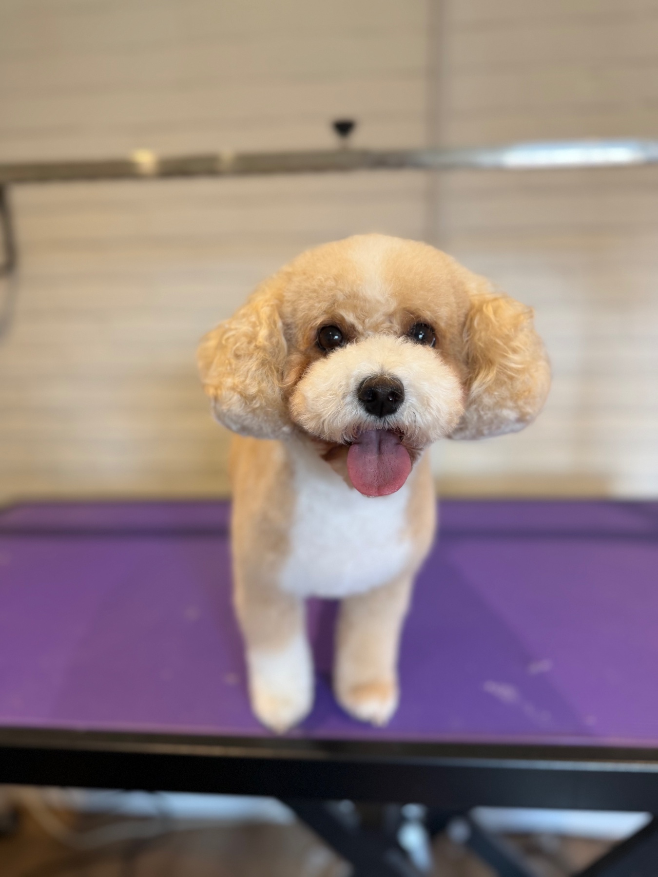 Luna after their groom with Lucy