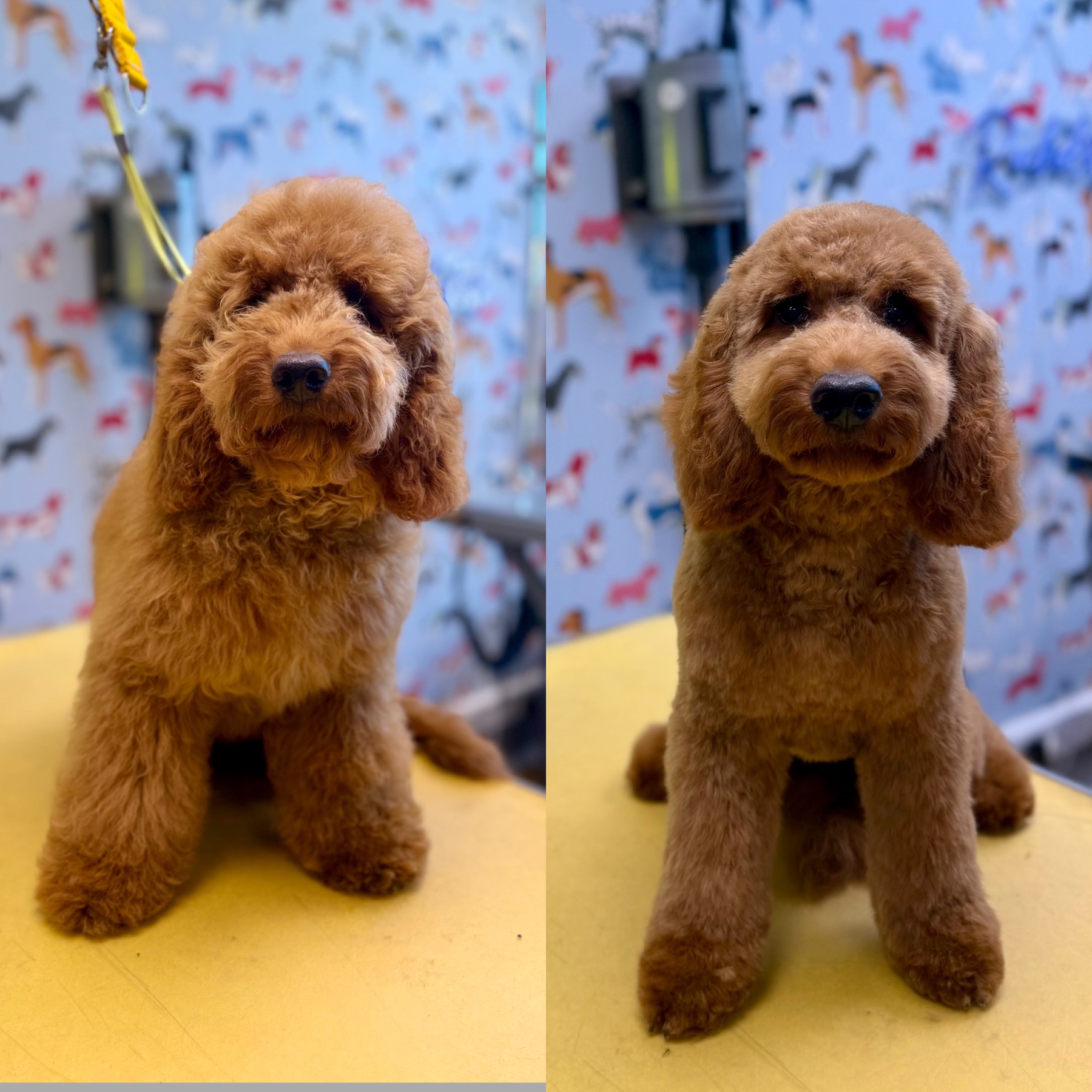 A dog after their groom with Lucy