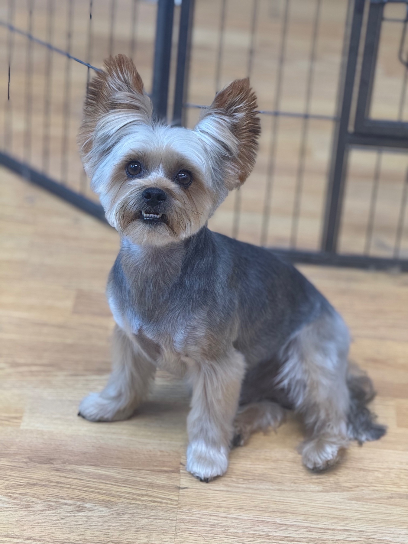 A dog after their groom with Lucy