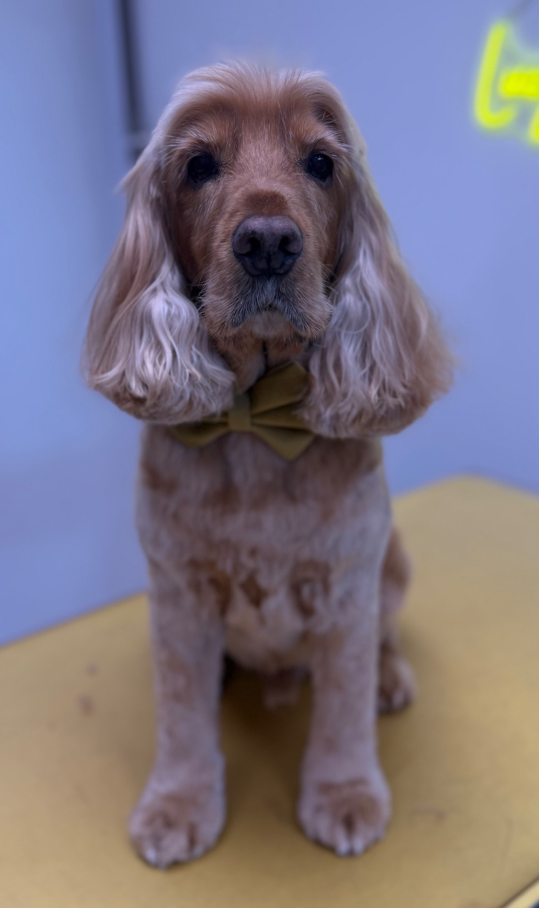 Jake after their groom with Lucy