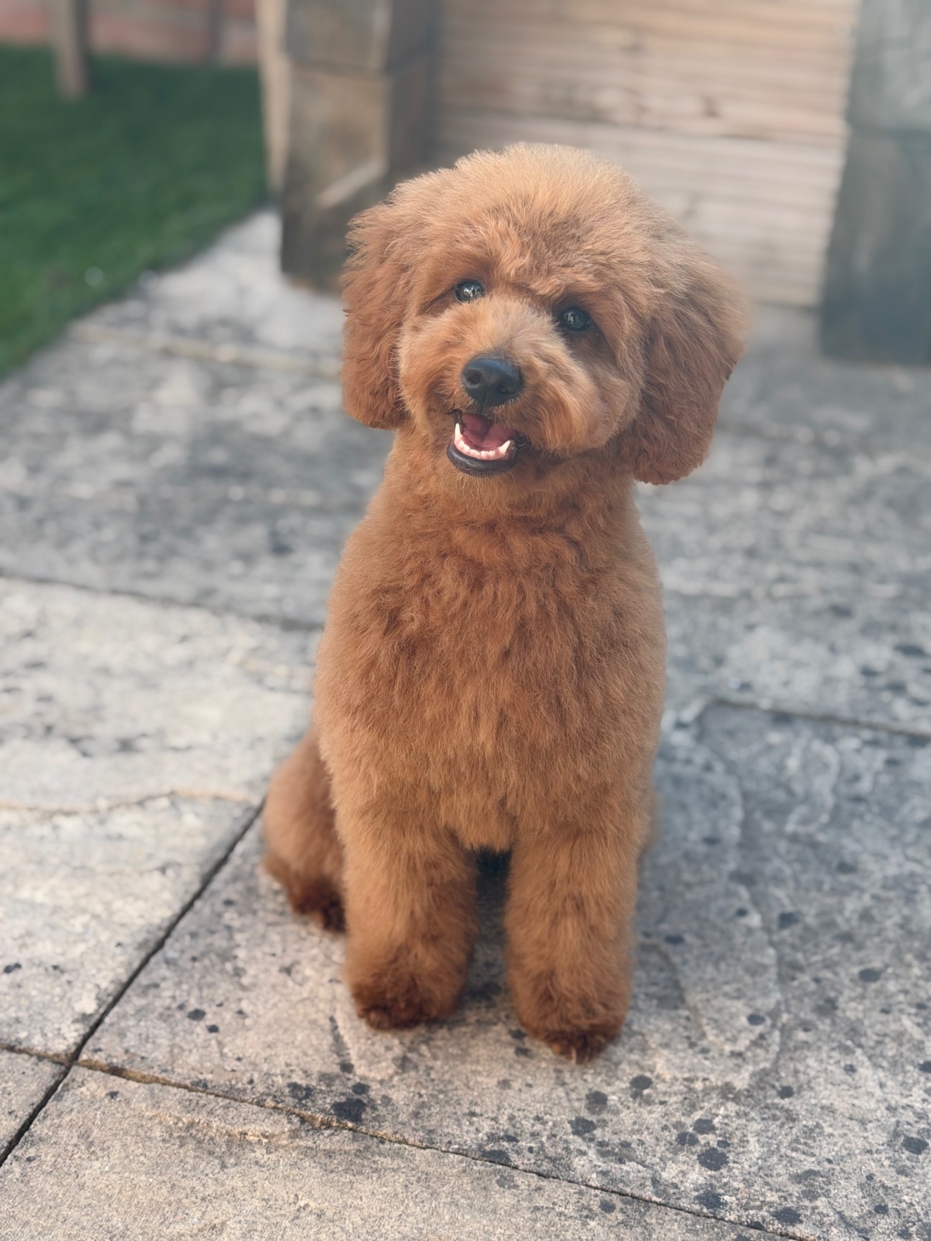 Ruby after their groom with Lucy